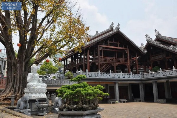 Cây bồ đề lớn với tuổi đời lên đến hàng chục năm tại chùa