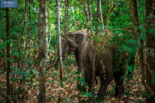 Đến với Vườn quốc gia YokDon để có cơ hội được nhìn ngắm những chú voi sống trong tự nhiên 