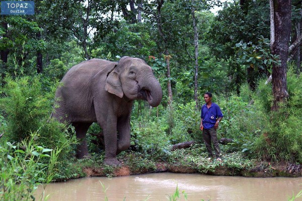 Hình ảnh chú voi vô cùng thân thiện với con người
