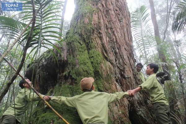Hệ sinh thái đa dạng với những cây cổ thụ hàng ngàn năm tuổi tại Vườn quốc gia Chư Yang Sin